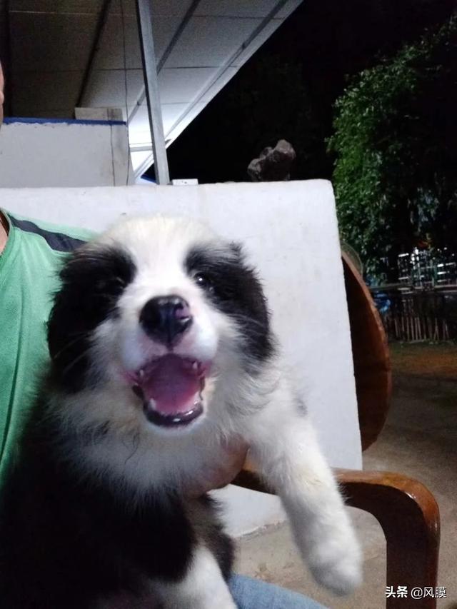 东德牧羊犬吃什么长得快