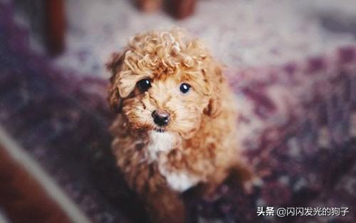 狗感冒有什么症状