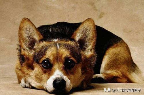 狗狗感冒了会自愈吗_狗狗感冒了会自愈吗视频