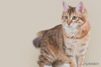 麒麟猫多少钱一只_麒麟猫是什么猫