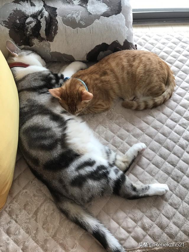 便宜的宠物猫有哪些_便宜的猫猫有什么品种