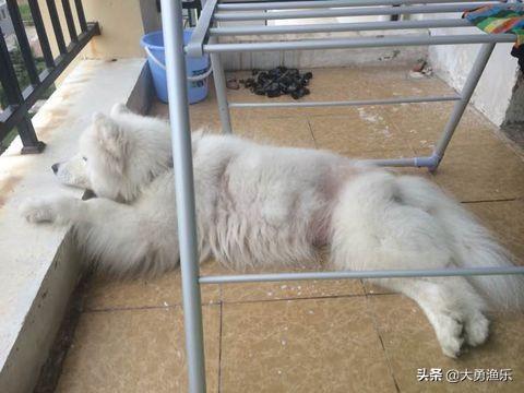法斗 皮肤病识别图_法斗皮肤病照片