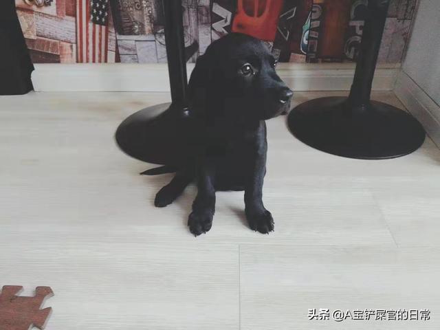 如何训狗听话_咋样训狗听话