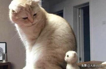 宠物领养平台app_宠物领养平台的收费标准