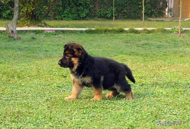 适合家养的护卫犬排名_最适合家庭养的护卫犬