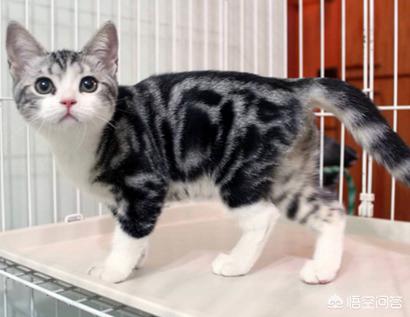 美国短毛猫种类图片_美国短毛猫的图片以及价钱