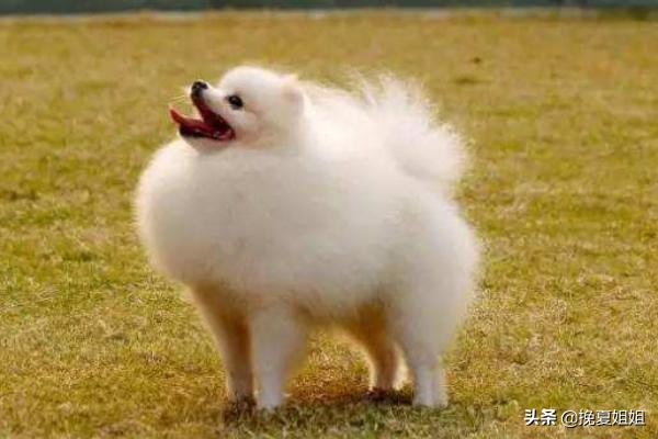 小博美为什么养不活_小博美不爱动怎么回事