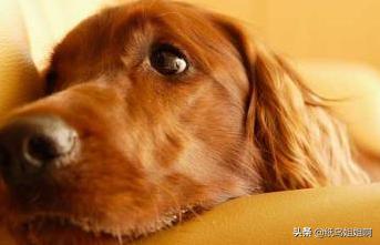 小土狗拉肚子怎么办_土狗小狗拉肚子了,能吃些什么
