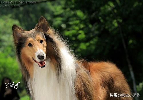 喜乐蒂牧羊犬的品种_喜乐蒂牧羊犬品种大全akc