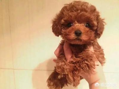 狗狗图片大全可爱泰迪_泰迪狗图片动漫超萌