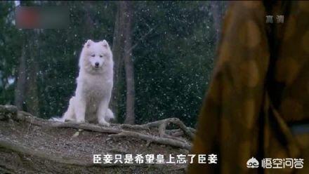 长得像狐狸的狗全白色_长得像狐狸的小白狗是什么品种的狗