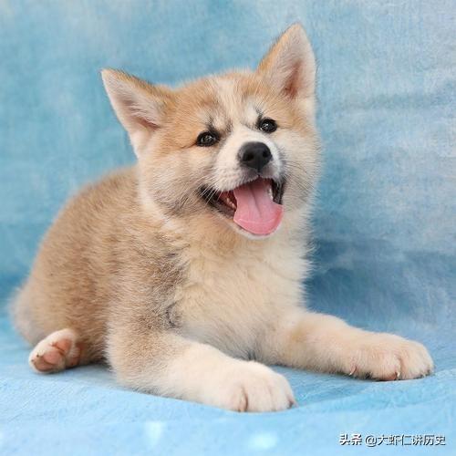 狗狗皮肤病擦什么药效果好_狗狗皮肤病擦什么药效果好一点