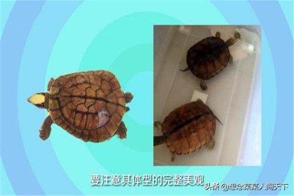 梦幻金钱龟怎么养_梦幻金钱龟养殖攻略