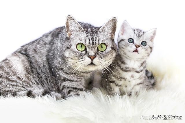 美短猫的性格_美短猫的性格特点和脾气