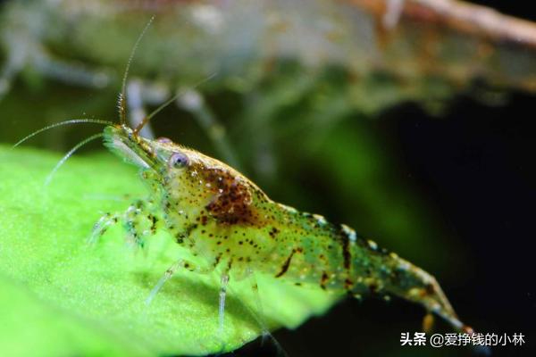 黑壳虾繁殖快吗（黑壳虾繁殖注意事项）