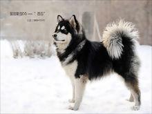 狗狗排名前十大型犬品种（十大狗狗排行榜10强）