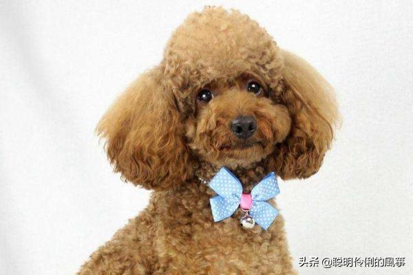 泰迪狗吃什么很快致死（泰迪吃什么会死得快）