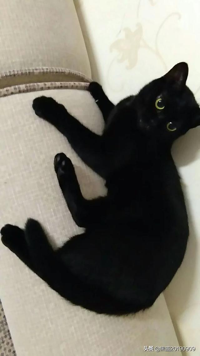 宠物猫品种大全及其价格（宠物猫猫品种大全）