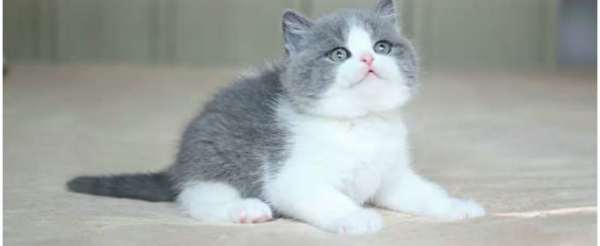 世界上最漂亮的猫品种排名（世界上最漂亮的猫品种排名图片）