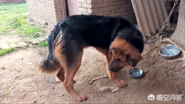 小藏獒长什么样子图片（小藏獒图片多少钱一只）