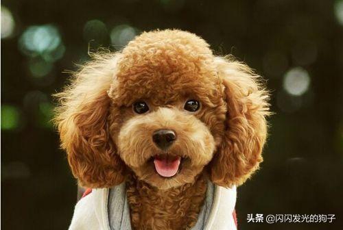 狗狗拉稀怎么办 泰迪（狗狗拉稀怎么办 泰迪吃什么）