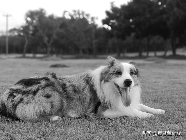 边牧羊犬照片（边牧图片帅气）