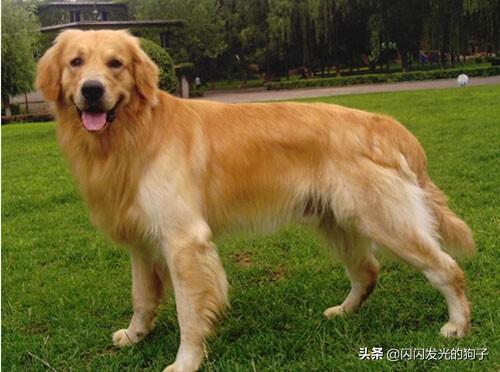 金毛寻回犬能吃饭嘛（金毛寻回犬是禁养犬吗）