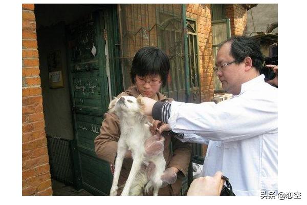 狗狗打疫苗后的反应（狗狗打疫苗会出现什么反应）