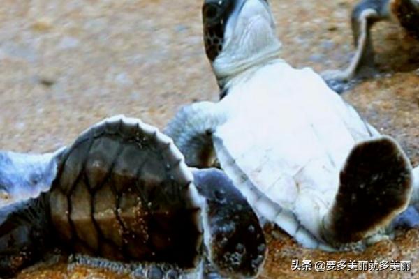 自然界寿命最长的动物（世界上十种寿命最长的动物）